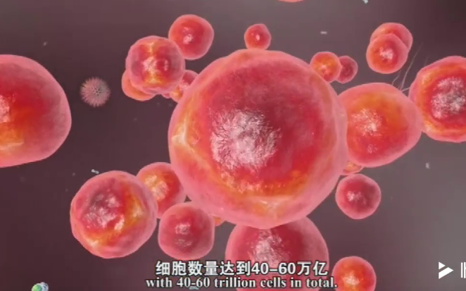 【科普视频】神奇的干细胞